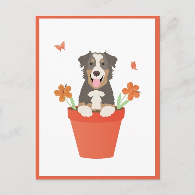 Australischer Schäferhund in Blume Pot Postkarte (Vorderseite)