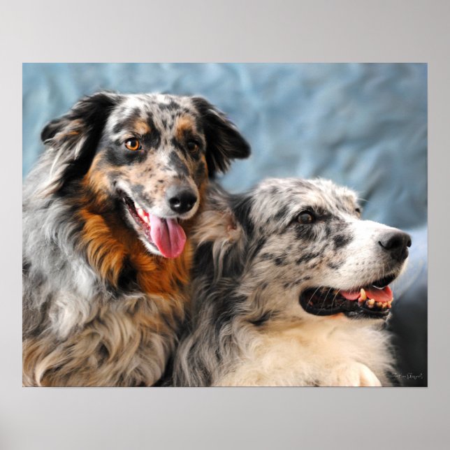 Australischer Schäferhund Portrait Fine Art Print Poster (Vorne)