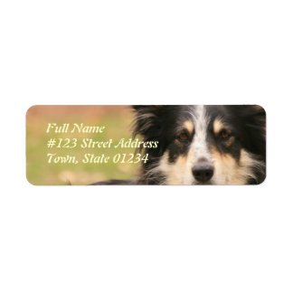 Australischer Schäferhund-Rücksendeadresse-Label