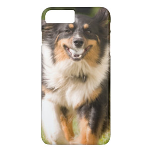 Australischer Schäferhund spielt mit Ball iPhone 8 Plus/7 Plus Hülle