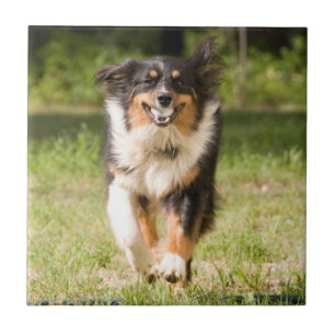 Australischer Schäferhund spielt mit Ball Fliese