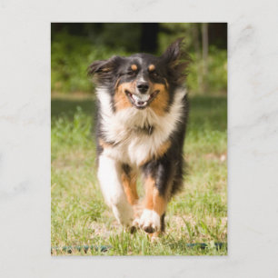 Australischer Schäferhund spielt mit Ball Postkarte
