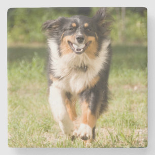 Australischer Schäferhund spielt mit Ball Steinuntersetzer