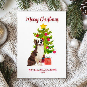 Australischer Schäferhund Weihnachten