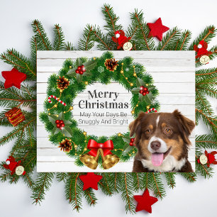 Australischer Schäferhund Weihnachten