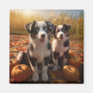 Australischer Schäferhund Welpe Autumn Delight Pum Magnet