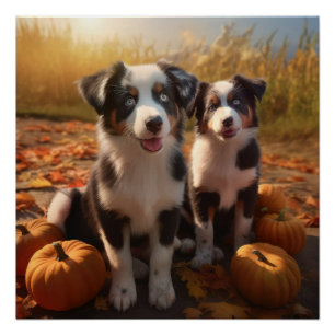 Australischer Schäferhund Welpe Autumn Delight Pum Poster