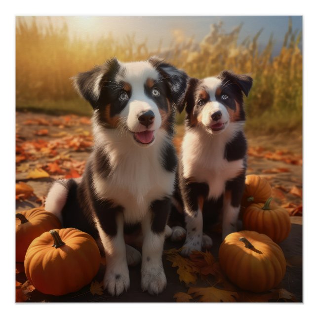 Australischer Schäferhund Welpe Autumn Delight Pum Poster (Vorderseite)