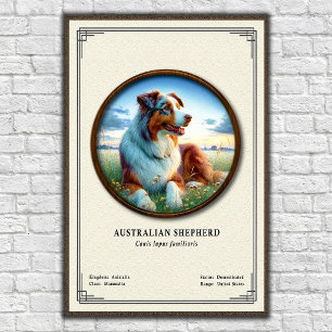 Australischer Schäferhund Zoologie-Serie Poster