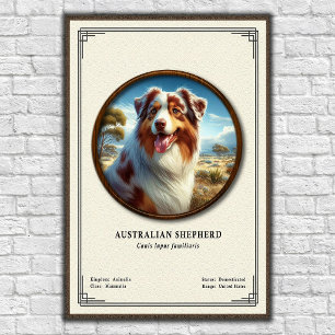 Australischer Schäferhund Zoologie-Serie Poster