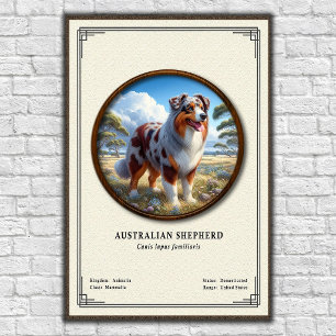 Australischer Schäferhund Zoologie-Serie Poster
