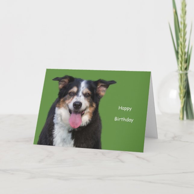 Australischer Schäferhund zum Geburtstag durch Fok Karte (Vorderseite)