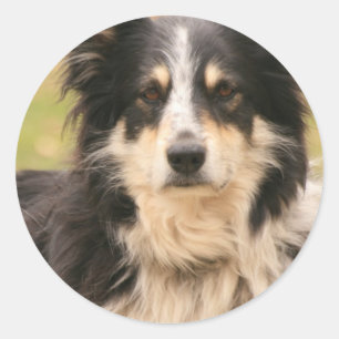 Australischer Schafhirtensticker Runder Aufkleber