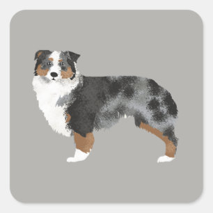 Australischer Schepherd-Dog-Sticker Quadratischer Aufkleber
