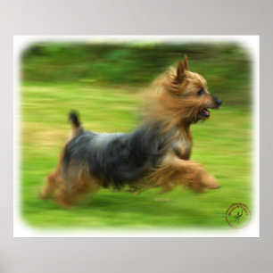 Australischer seidiges Terrier-Entwurf Poster