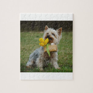 Australischer seidiges Terrier-Hund Puzzle