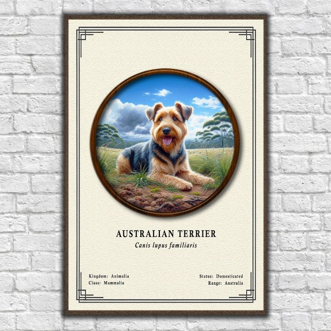 Australischer Terrier Zoologie-Serie Poster (Von Creator hochgeladen)