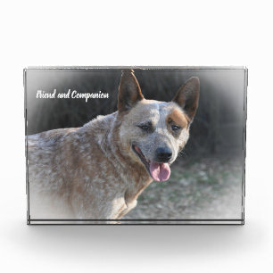 Australischer Tüderhund Fotoblock