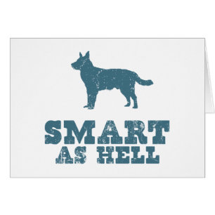 Australischer Vieh-Hund