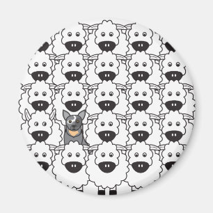 Australischer Vieh-Hund in den Schafen Magnet