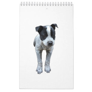 Australischer Vieh-Hundekalender Kalender