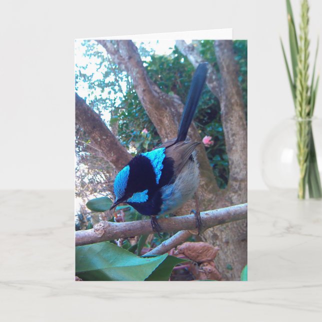 Australischer Vogel, Superb Fairy Wren. Karte (Vorderseite)