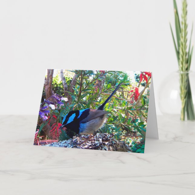 Australischer Vogel, Superb Fairy Wren. Karte (Vorderseite)