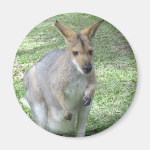 Australischer Wallaby-Magnet Magnet