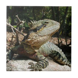 Australischer Wasser-Drache Fliese