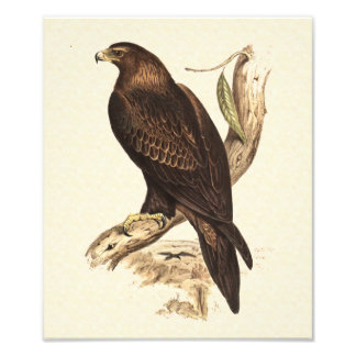 Australischer Wedge Tails Adler. Riesiger Vogel de Fotodruck