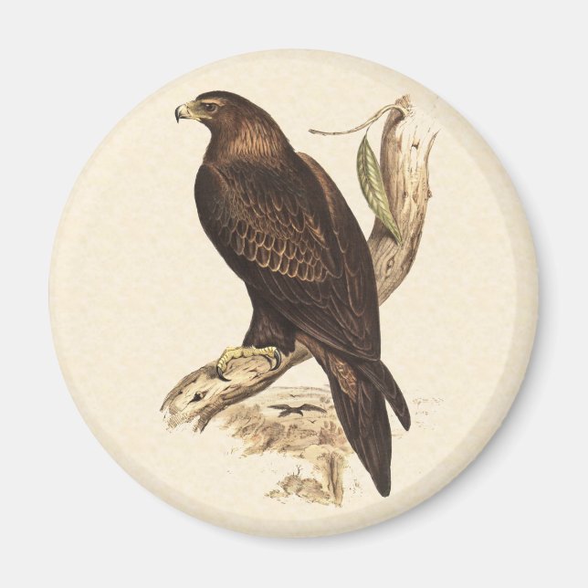 Australischer Wedge Tails Adler. Riesiger Vogel de Magnet (Vorne)