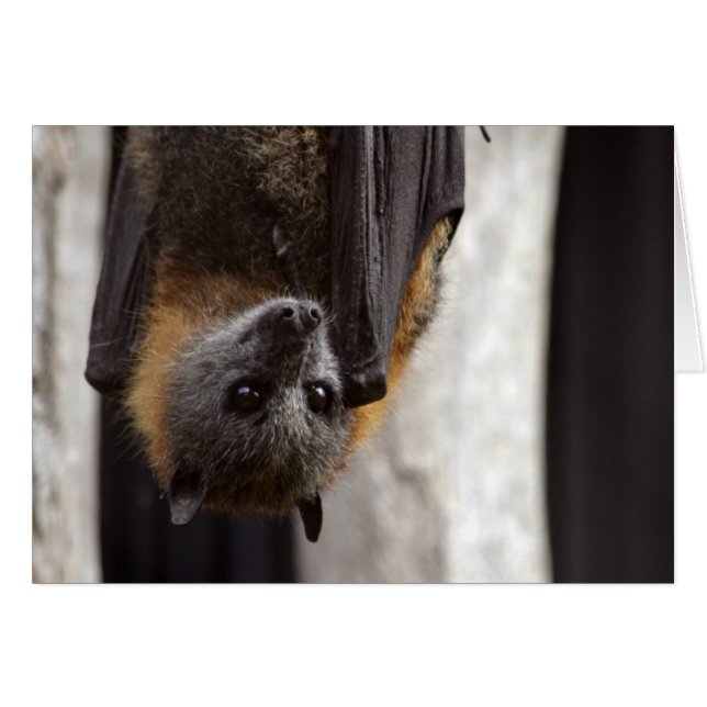 Australisches Bat (Vorderseite (Horizontal))