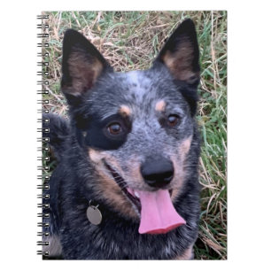 Australisches Cattle Dog Notebook Notizblock