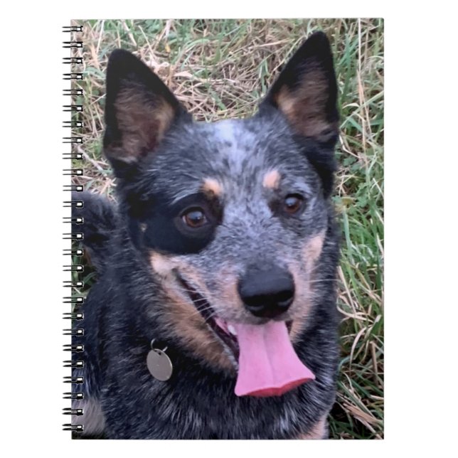 Australisches Cattle Dog-Notebook Notizblock (Vorderseite)