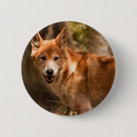 Australisches Dingo-Abzeichen