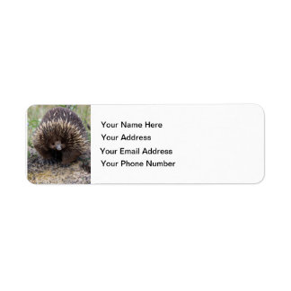 Australisches Echidna-Süße Tier-Foto