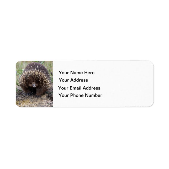 Australisches Echidna-Süße Tier-Foto (Vorne)