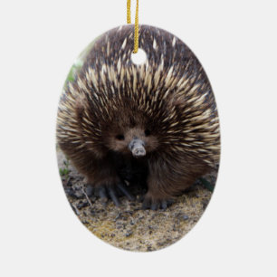 Australisches Echidna-Süße Tier-Foto Keramik Ornament