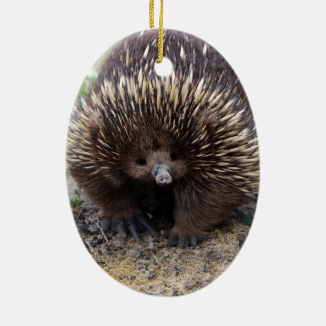 Australisches Echidna-Süße Tier-Foto Keramik Ornament (Hinten)