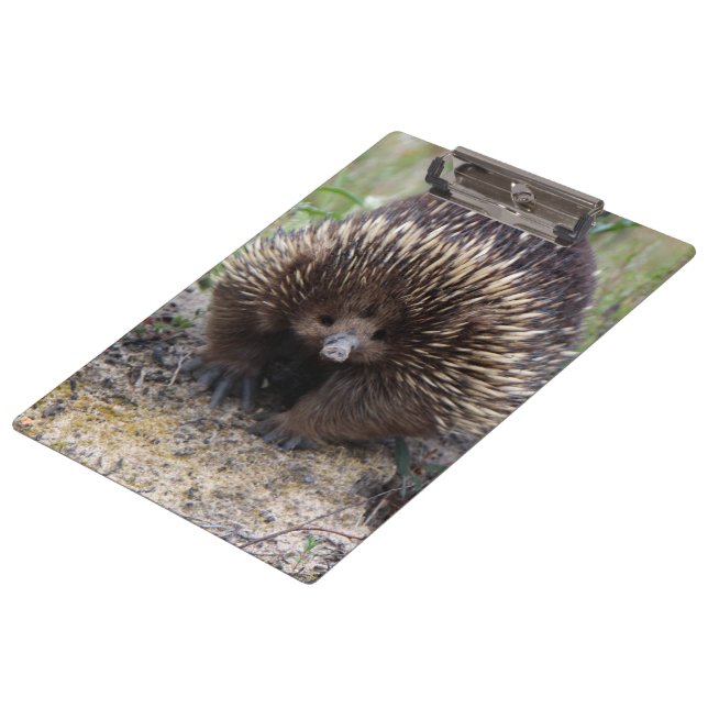 Australisches Echidna-Süße Tier-Foto Klemmbrett (Schrägansicht)