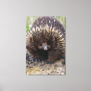 Australisches Echidna-Süße Tier-Foto Leinwanddruck