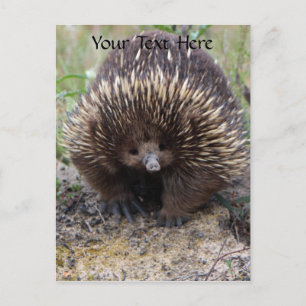 Australisches Echidna-Süße Tier-Foto Postkarte