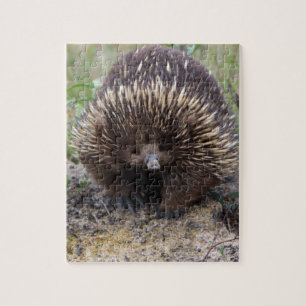 Australisches Echidna-Süße Tier-Foto Puzzle