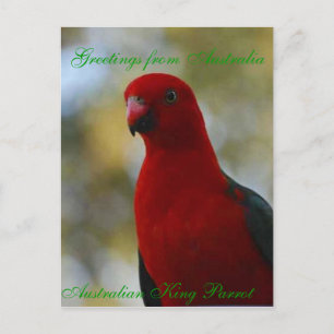 Australisches King Parrot Poster Postkarte