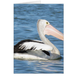 Australisches Pelican
