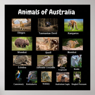 Australisches Poster