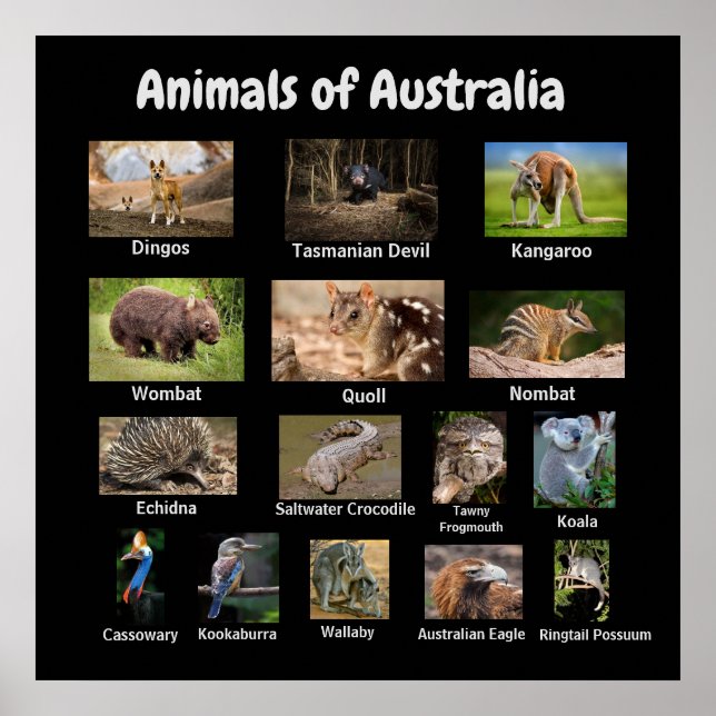 Australisches Poster (Vorne)