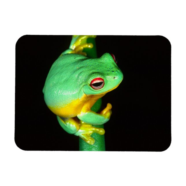 Australisches Rotes Auge Treefrog, Litoria chloris Magnet (Horizontal)