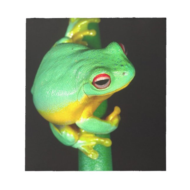 Australisches Rotes Auge Treefrog, Litoria chloris Notizblock (Vorderseite)