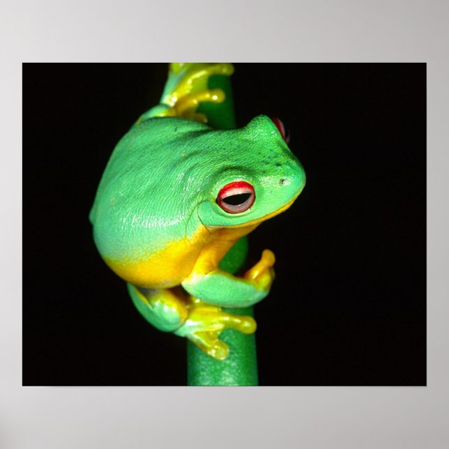 Australisches Rotes Auge Treefrog, Litoria chloris Poster (Vorne)